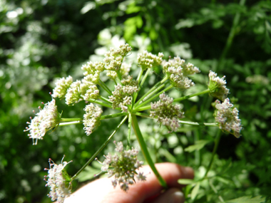 Fleurs blanches réunies en ombelle. Agrandir dans une nouvelle fenêtre (ou onglet)